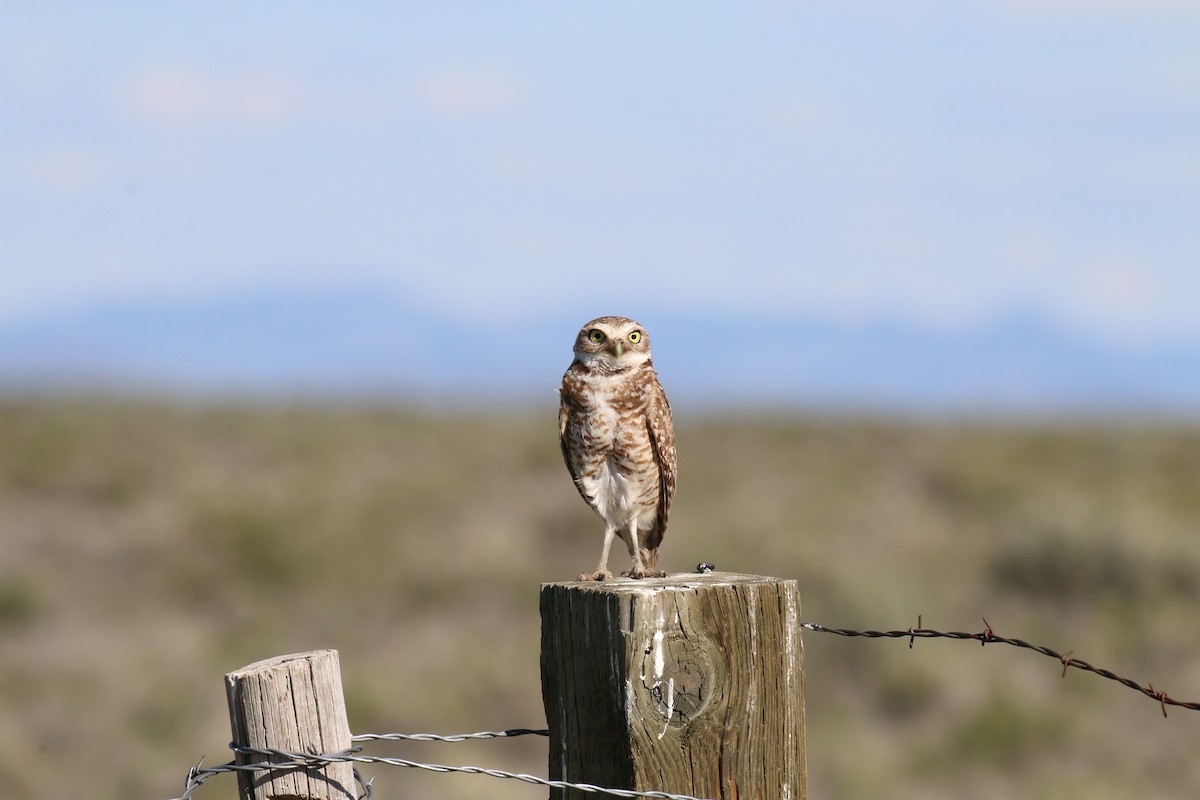 Burrowing Owl - ML63097451