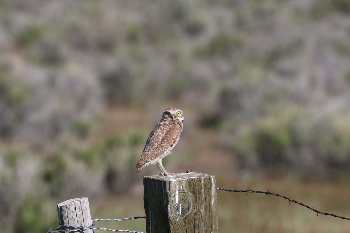 Burrowing Owl - ML63097471