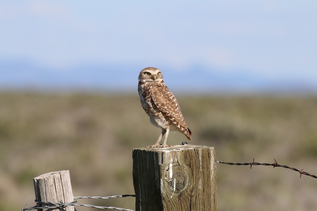 Burrowing Owl - ML63097501