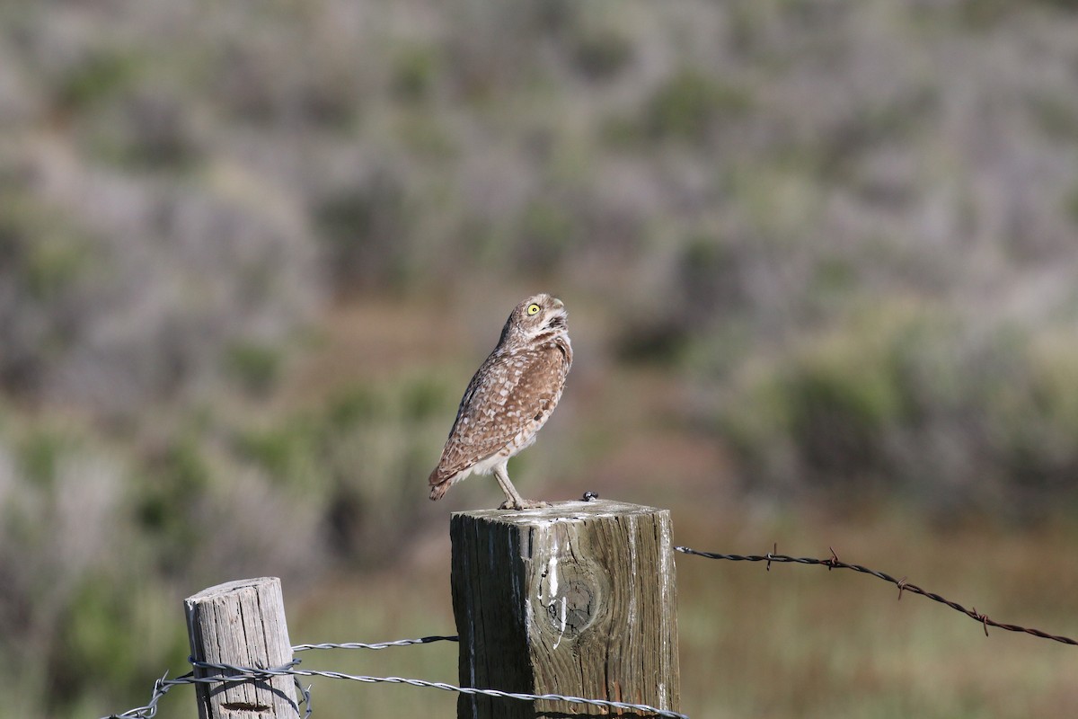 Burrowing Owl - ML63097591