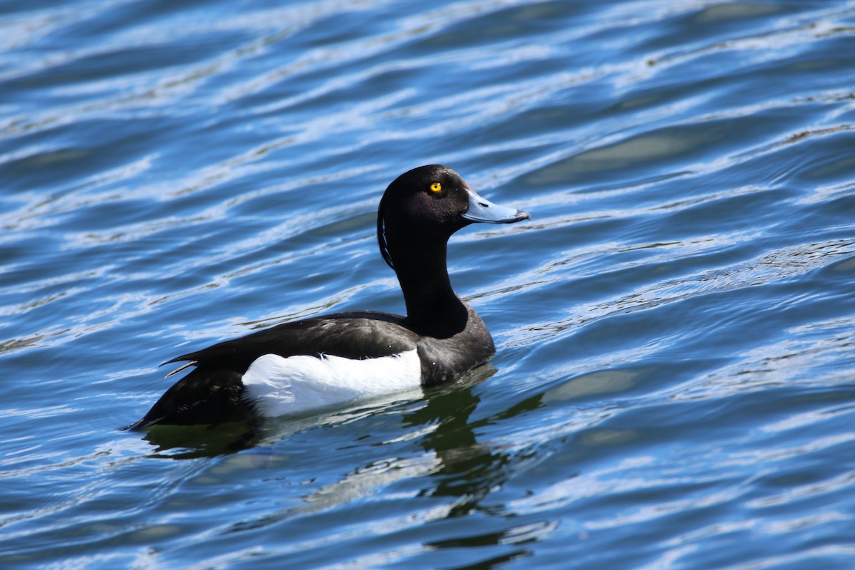 Tufted Duck - ML63098251
