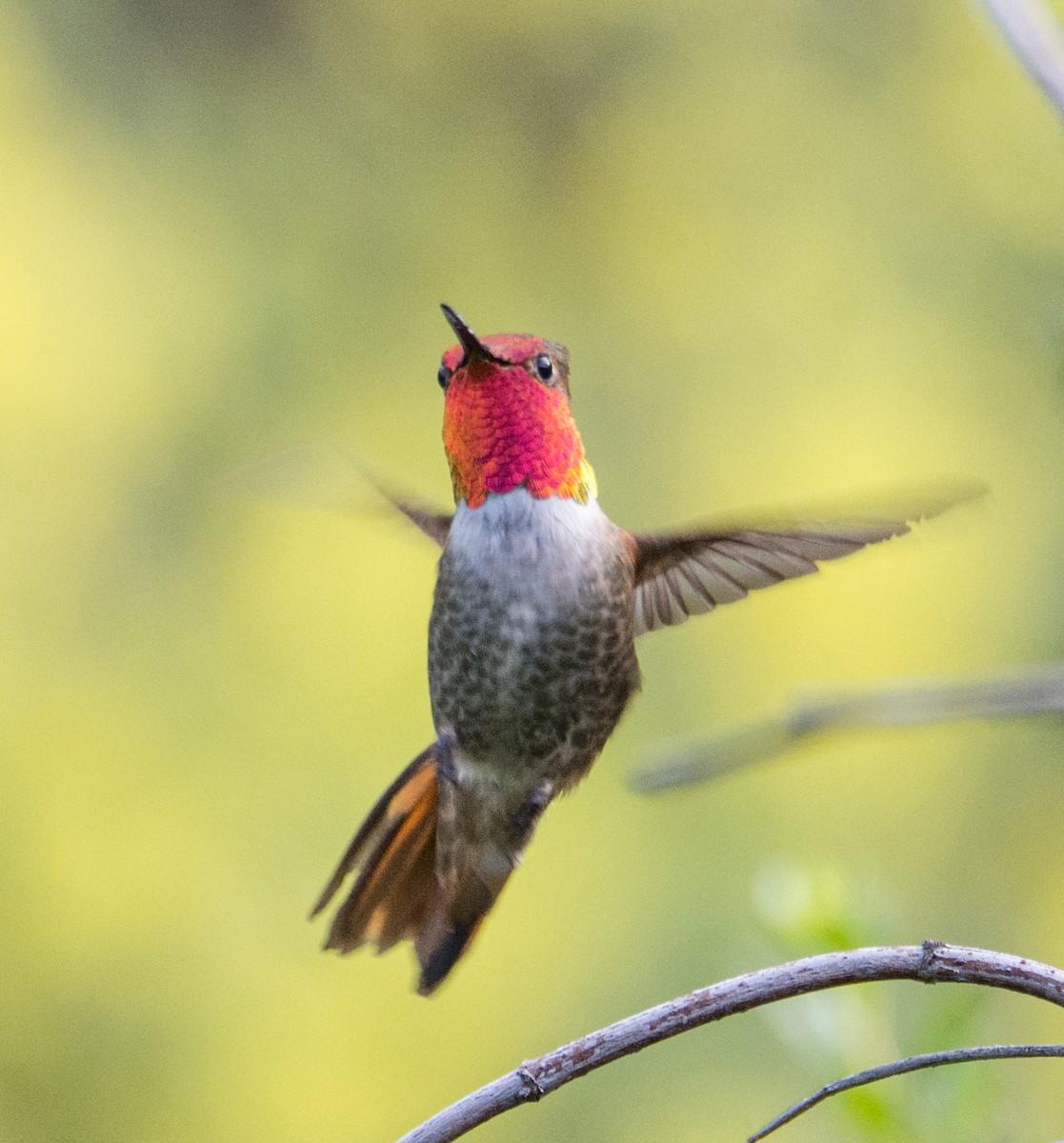 Anna's Hummingbird x Selasphorus sp. (hybrid) - ML63098881