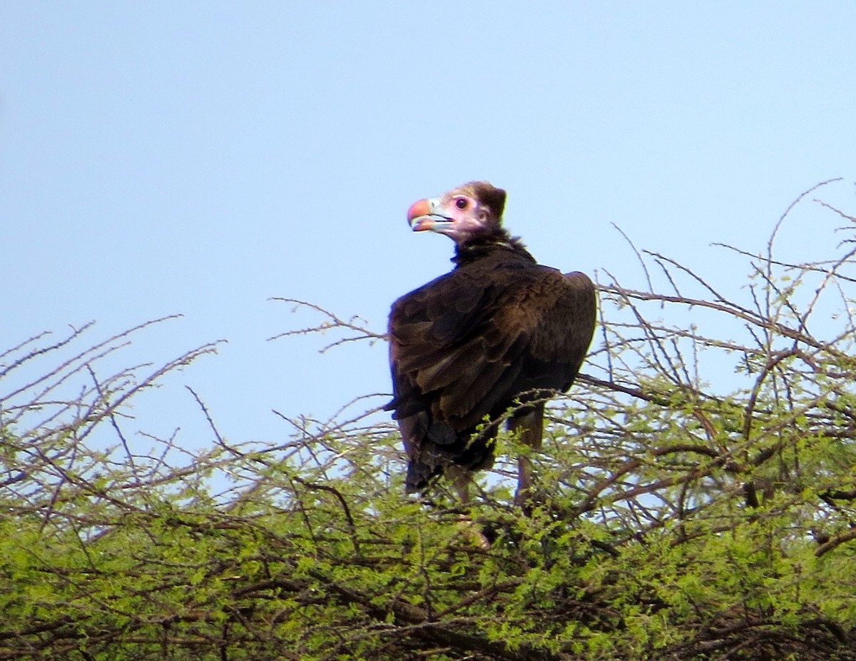White-headed Vulture - ML63099371