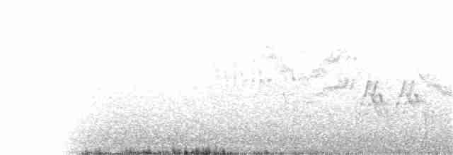 Дрізд-короткодзьоб малий - ML63101071