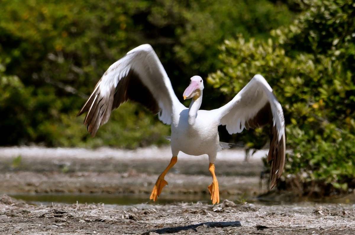 American White Pelican - Suzanne Zuckerman