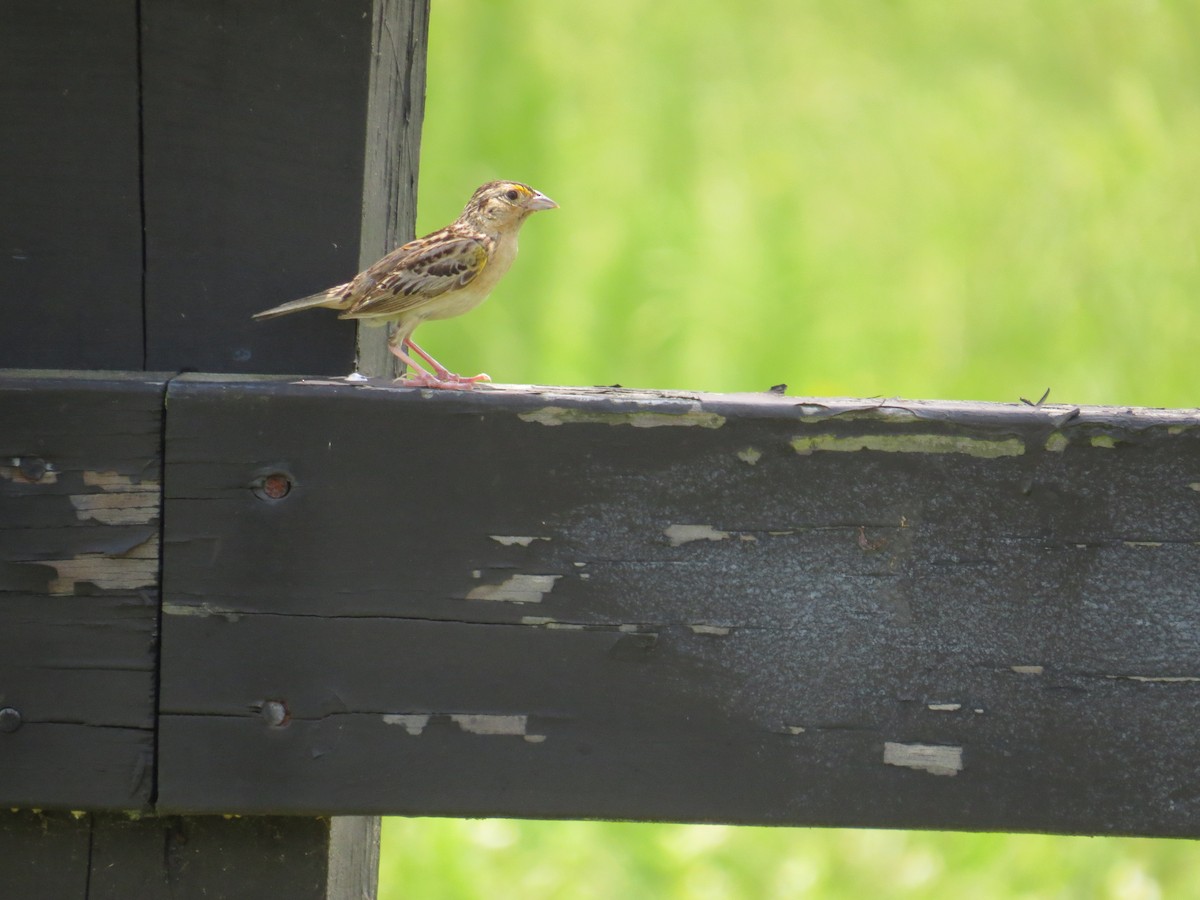 Grasshopper Sparrow - James White