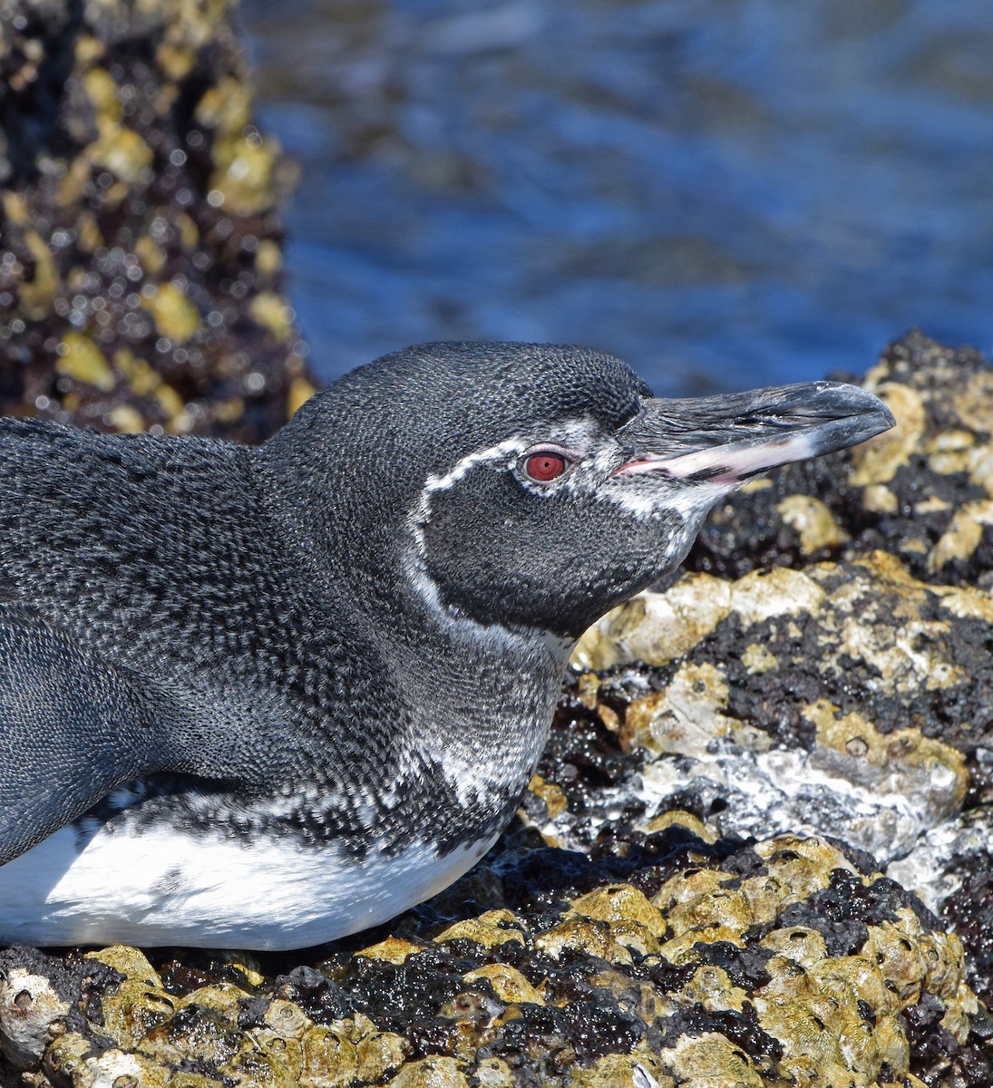 Galapagos Penguin - John Bruin