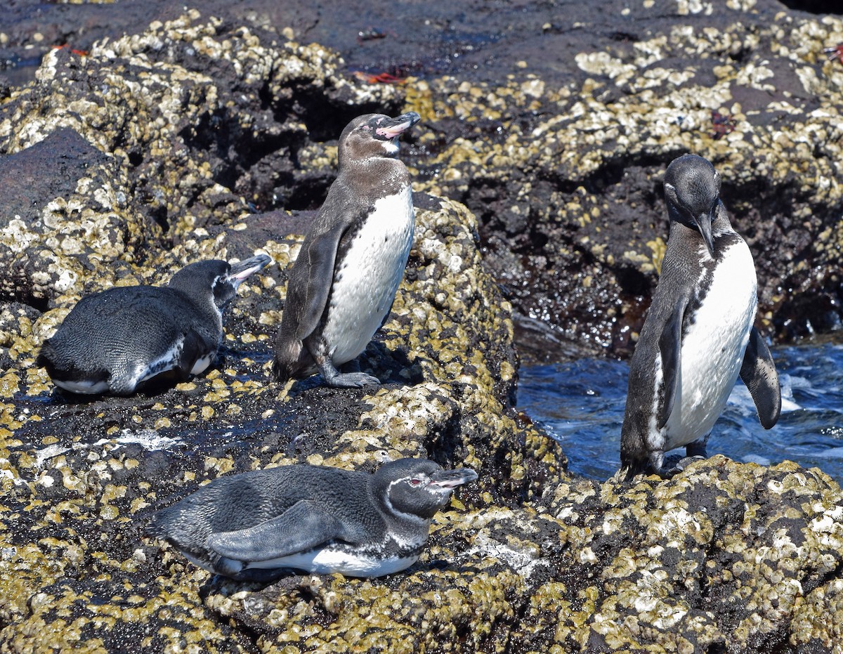 Galapagos Penguin - John Bruin