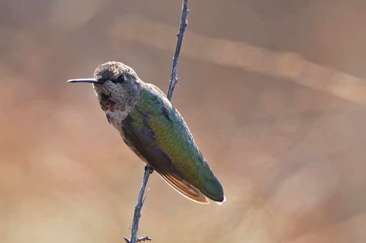 Anna's Hummingbird - ML63109251
