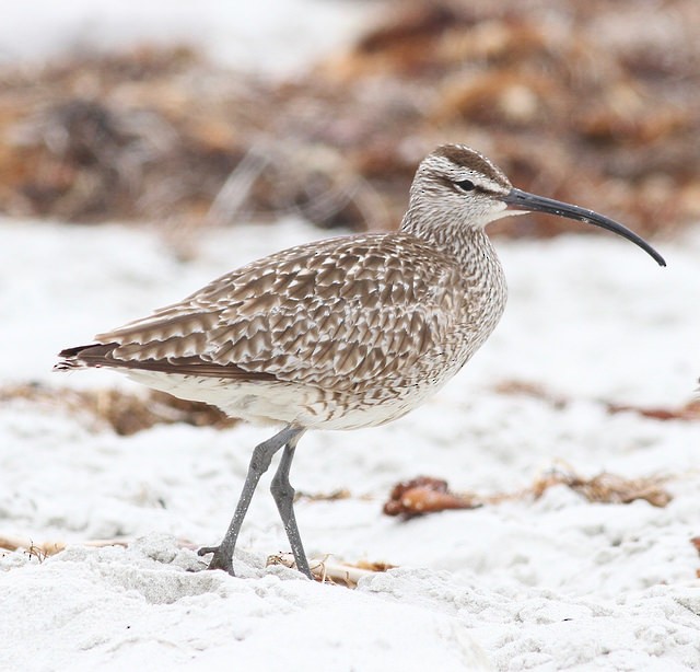 Whimbrel (Hudsonian) - Anonymous