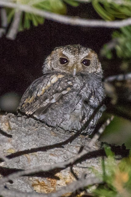 Flammulated Owl