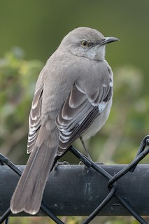 Northern Mockingbird