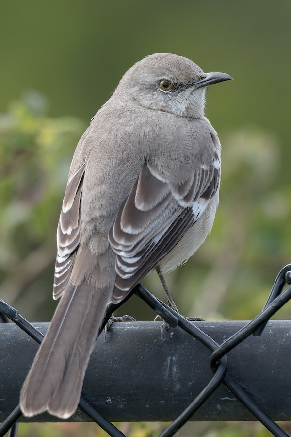 Northern Mockingbird