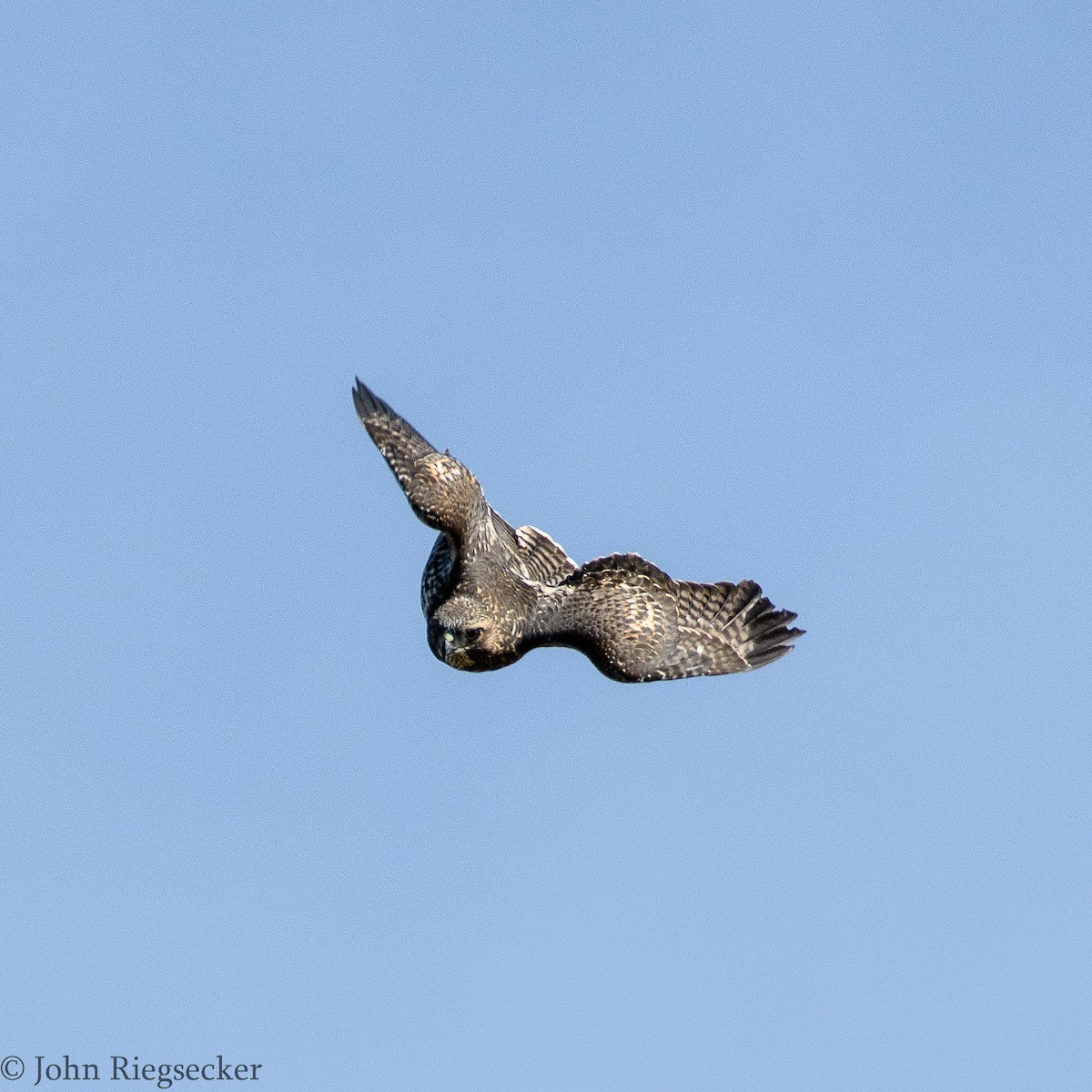 Red-tailed Hawk - ML63112951