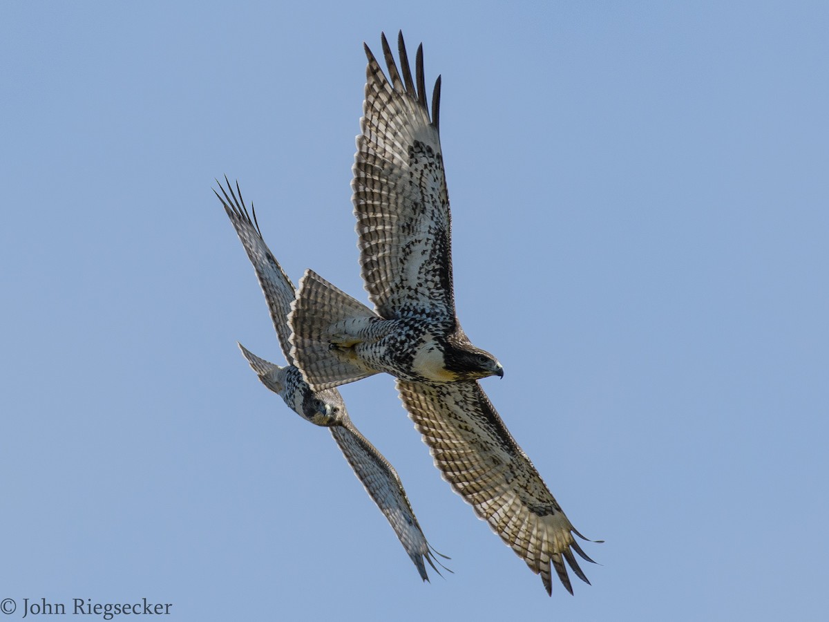 Red-tailed Hawk - ML63112961