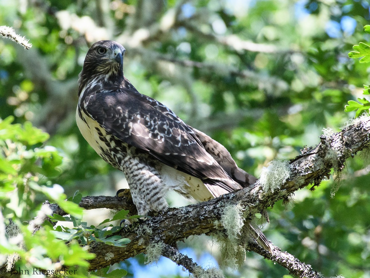 Red-tailed Hawk - ML63113041