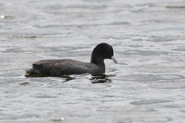 Eurasian Coot