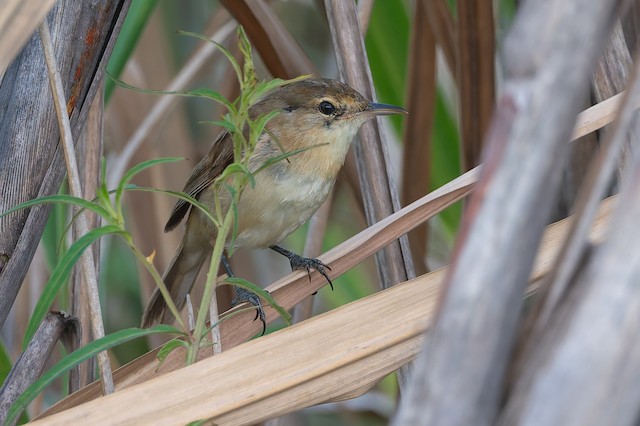 Australian Reed Warbler