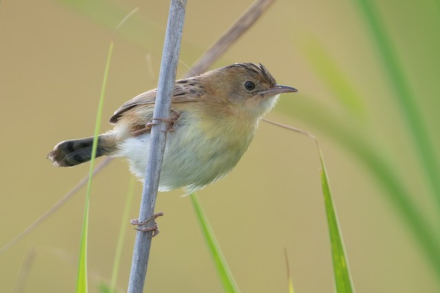 Golden-headed Cisticola