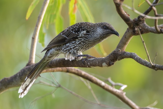 Little Wattlebird