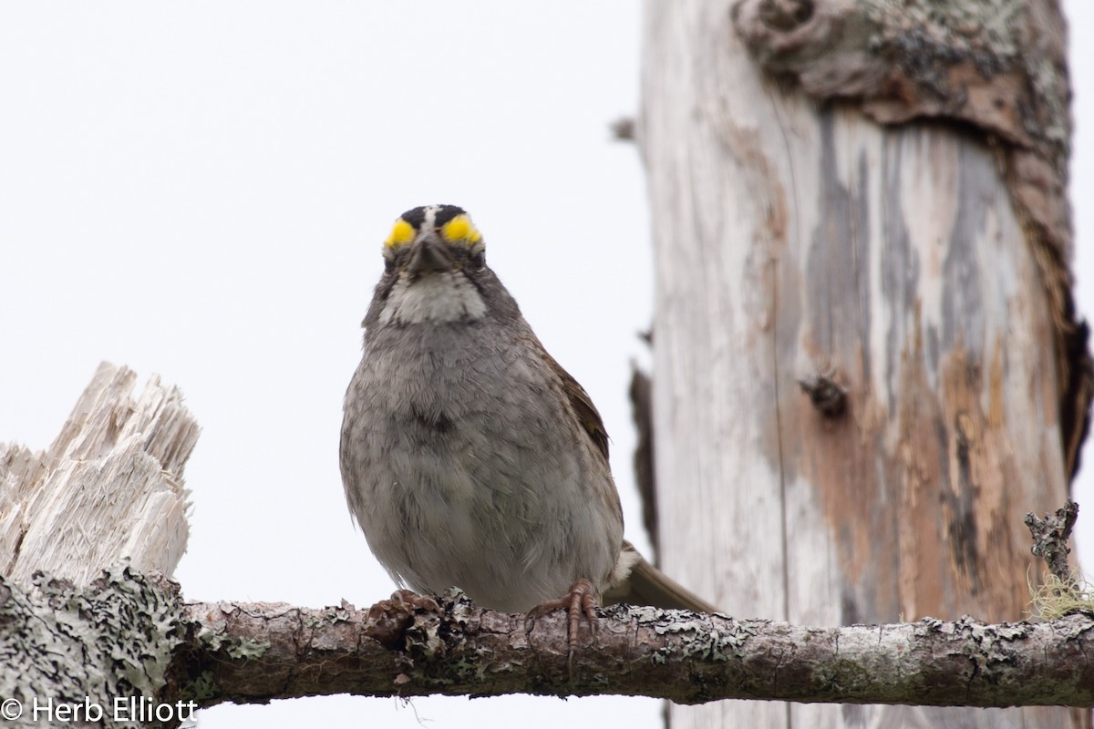 White-throated Sparrow - ML63116741