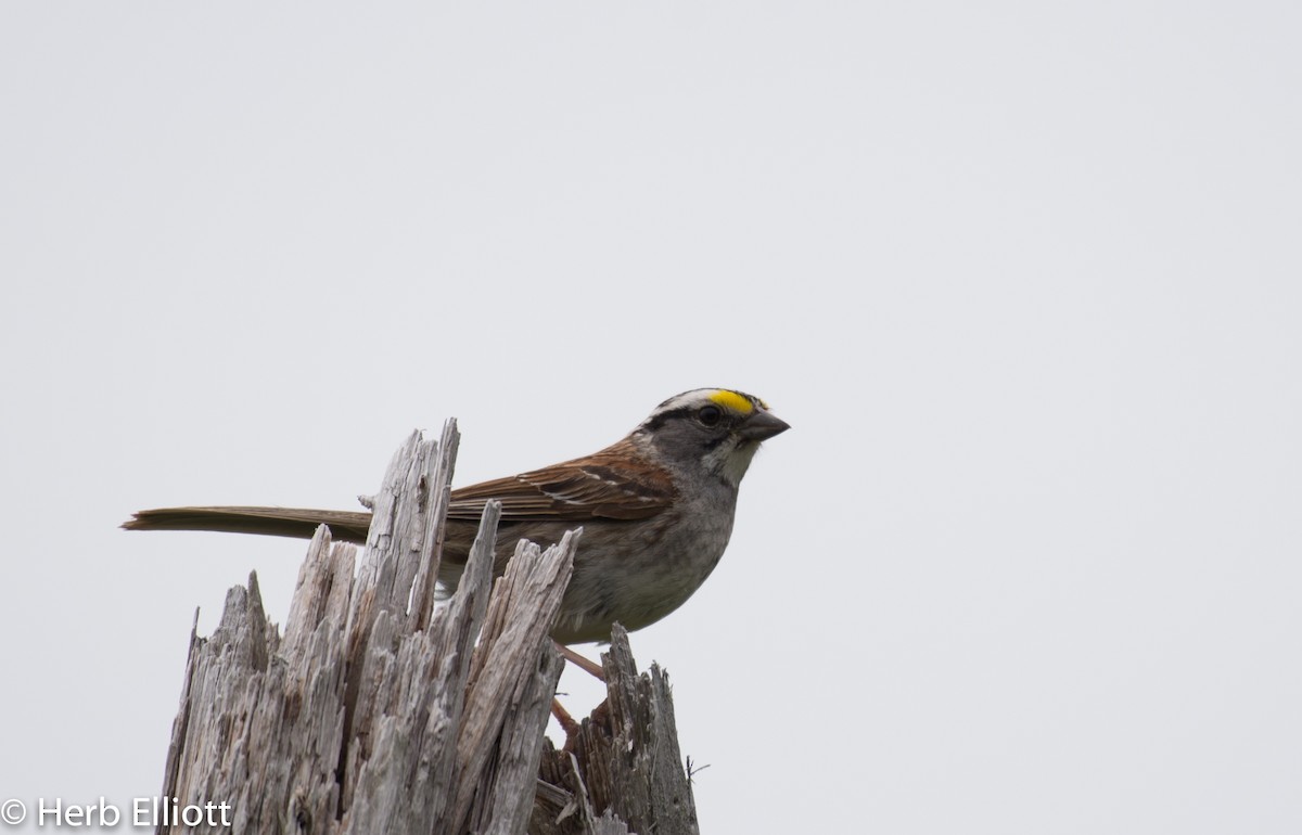 White-throated Sparrow - Herb Elliott
