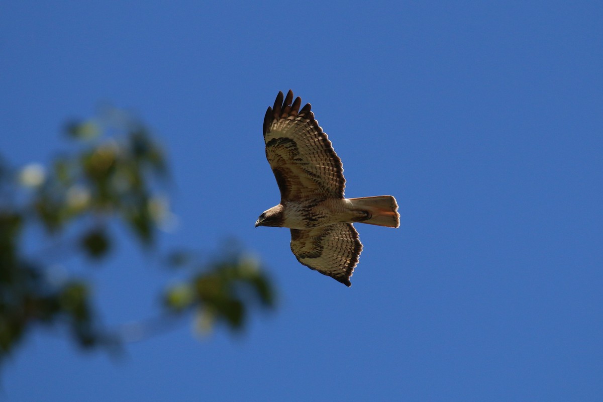 Red-tailed Hawk - Henry Burton