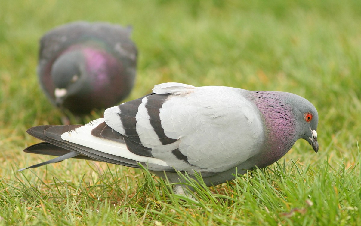 Rock Pigeon (Feral Pigeon) - Dave Spier