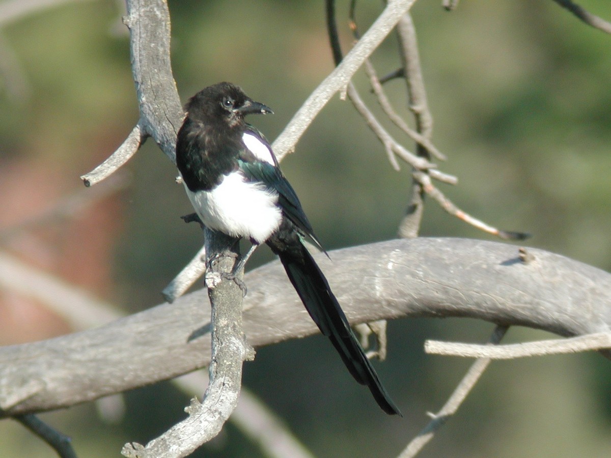 Black-billed Magpie - Mike Grant