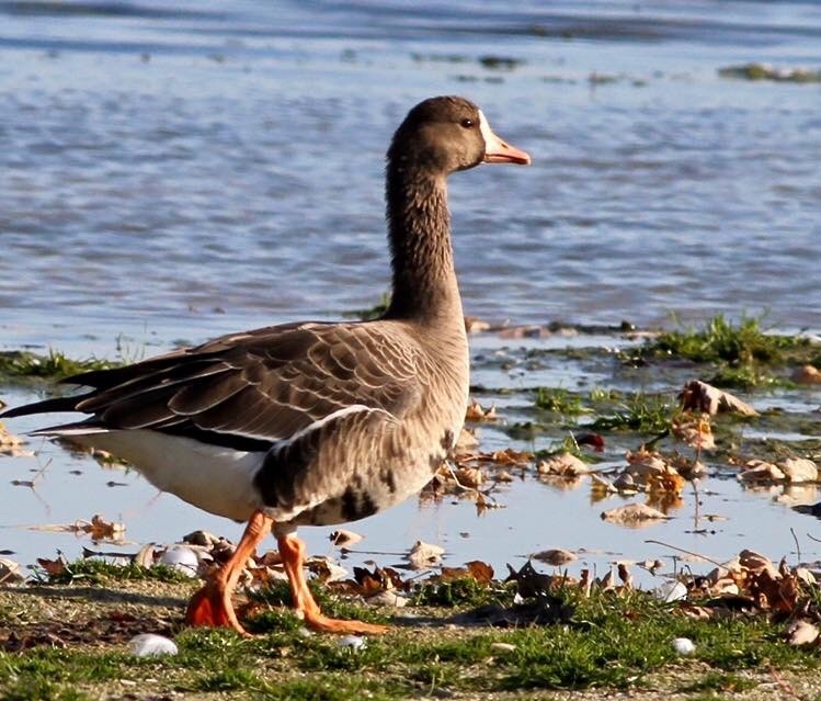 Greater White-fronted Goose - ML63120451