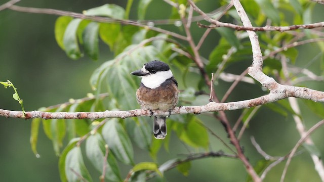  - Brown-banded Puffbird