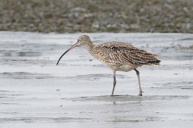 Far Eastern Curlew