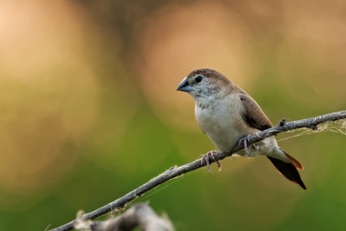 Indian Silverbill - Able Lawrence