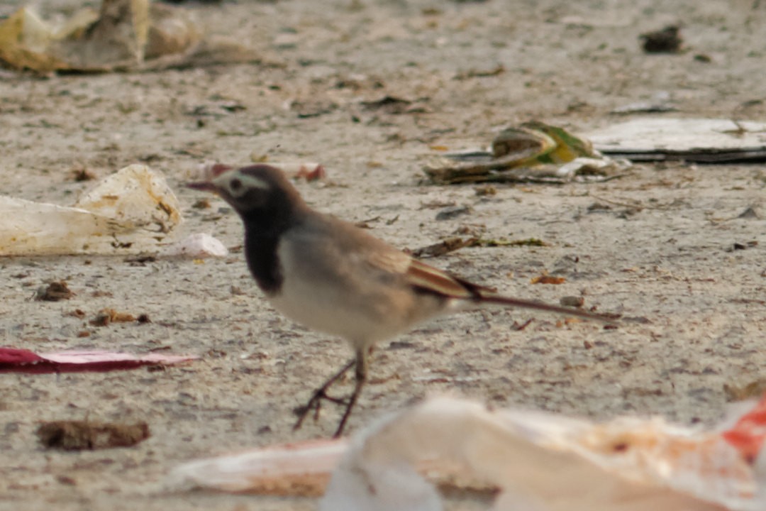 White Wagtail (Masked) - Able Lawrence