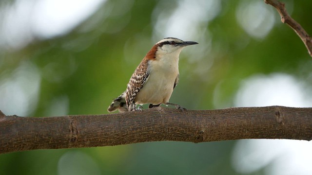  - Rufous-backed Wren