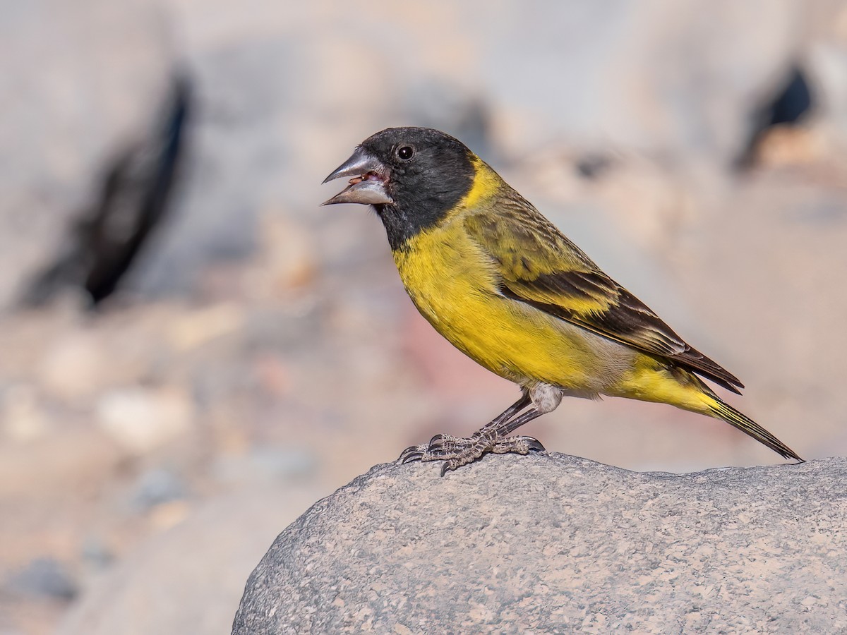 Thick-billed Siskin - Spinus crassirostris - Birds of the World