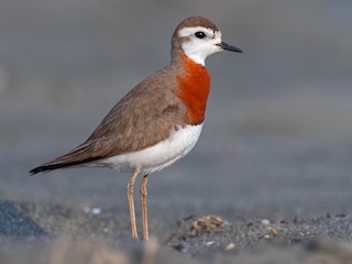  - Caspian Plover