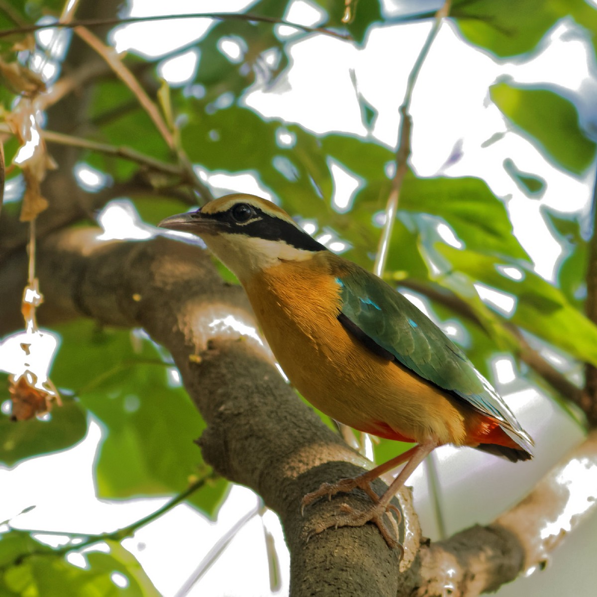 Indian Pitta - Able Lawrence