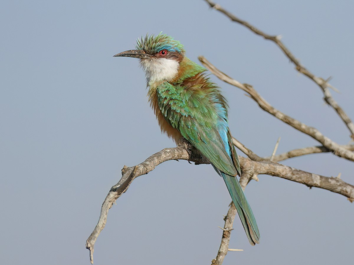 Somali Bee-eater - Merops revoilii - Birds of the World