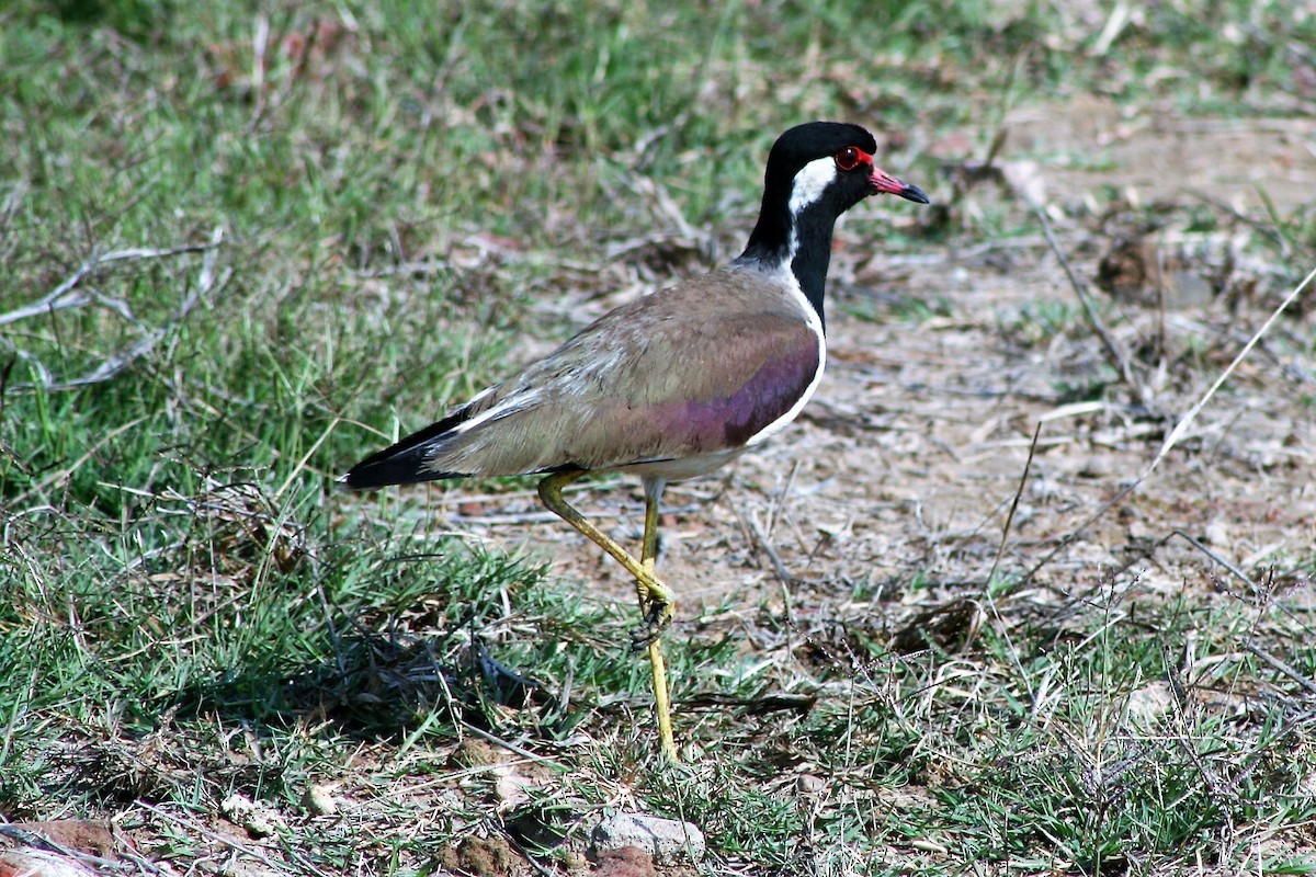 Red-wattled Lapwing - David Orth-Moore