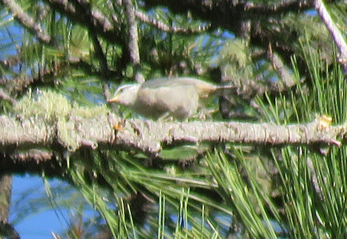 Red-breasted Nuthatch - ML63128641