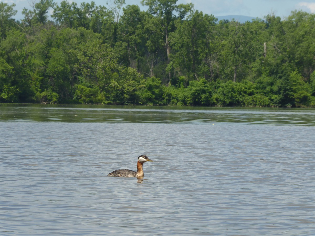 Red-necked Grebe - Shane May