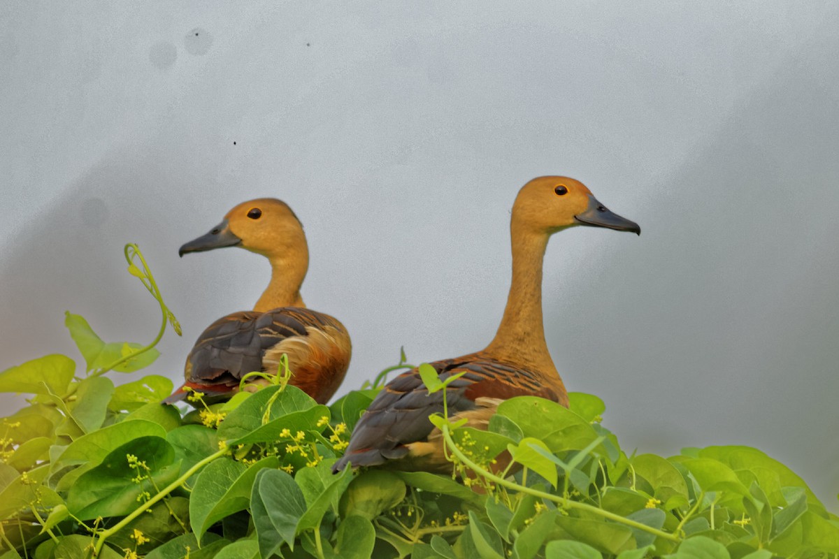 Lesser Whistling-Duck - Able Lawrence