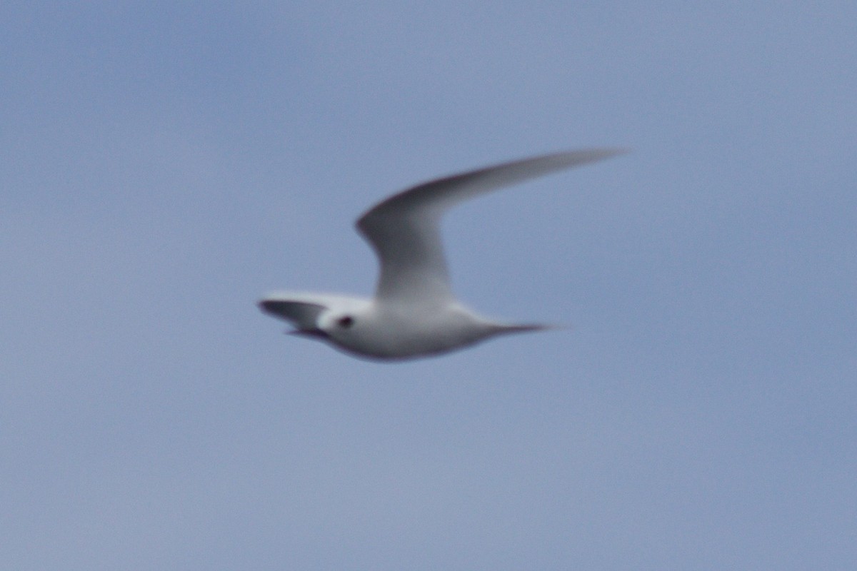 White Tern - ML63133471