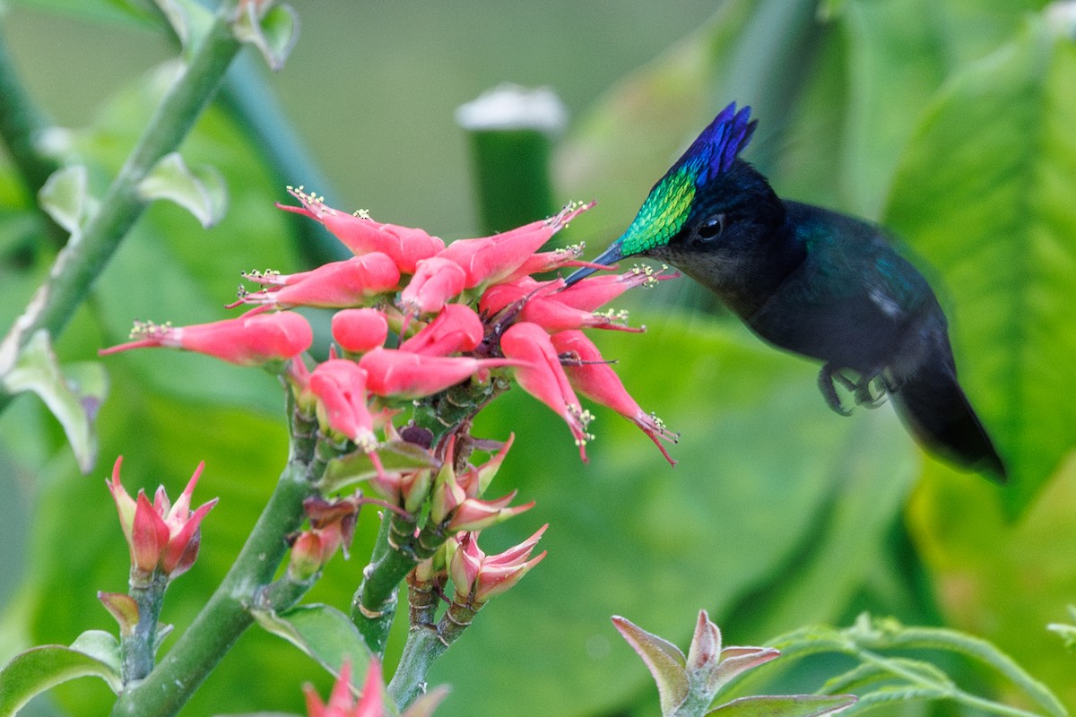 Antillean Crested Hummingbird (Grenadines and Grenada) - eBird