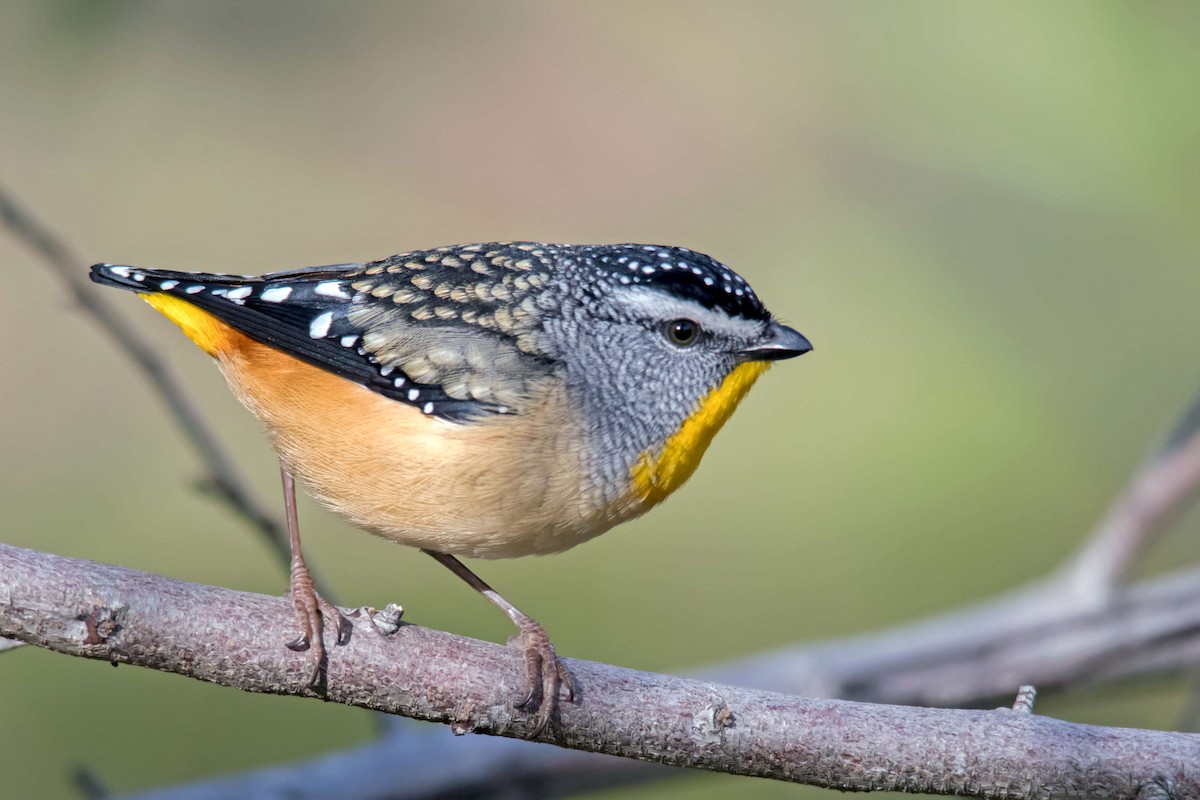 Spotted Pardalote - Andrew Allen