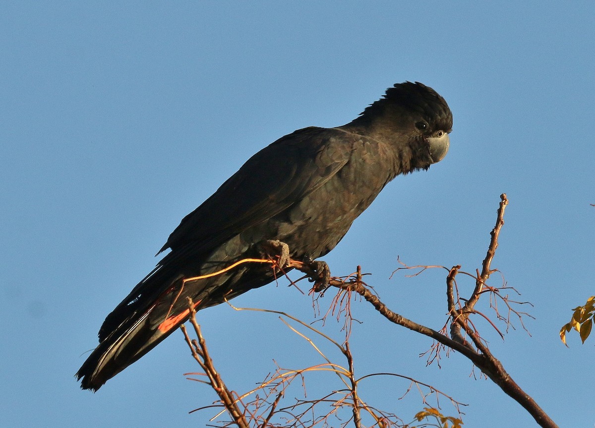 Red-tailed Black-Cockatoo - Katherine Clark