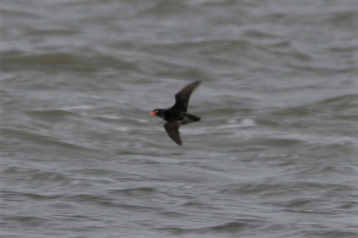 Crested Auklet - ML63138111