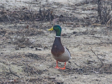 Mallard - James Kendall