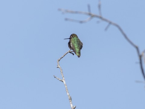Anna's Hummingbird - James Kendall